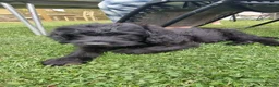 Labradoodle dogs for sale: Wonderful labradoodle puppies - Advert 7