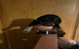 Mixed Breed dogs for sale: Cocker spaniel crosses - Image 6