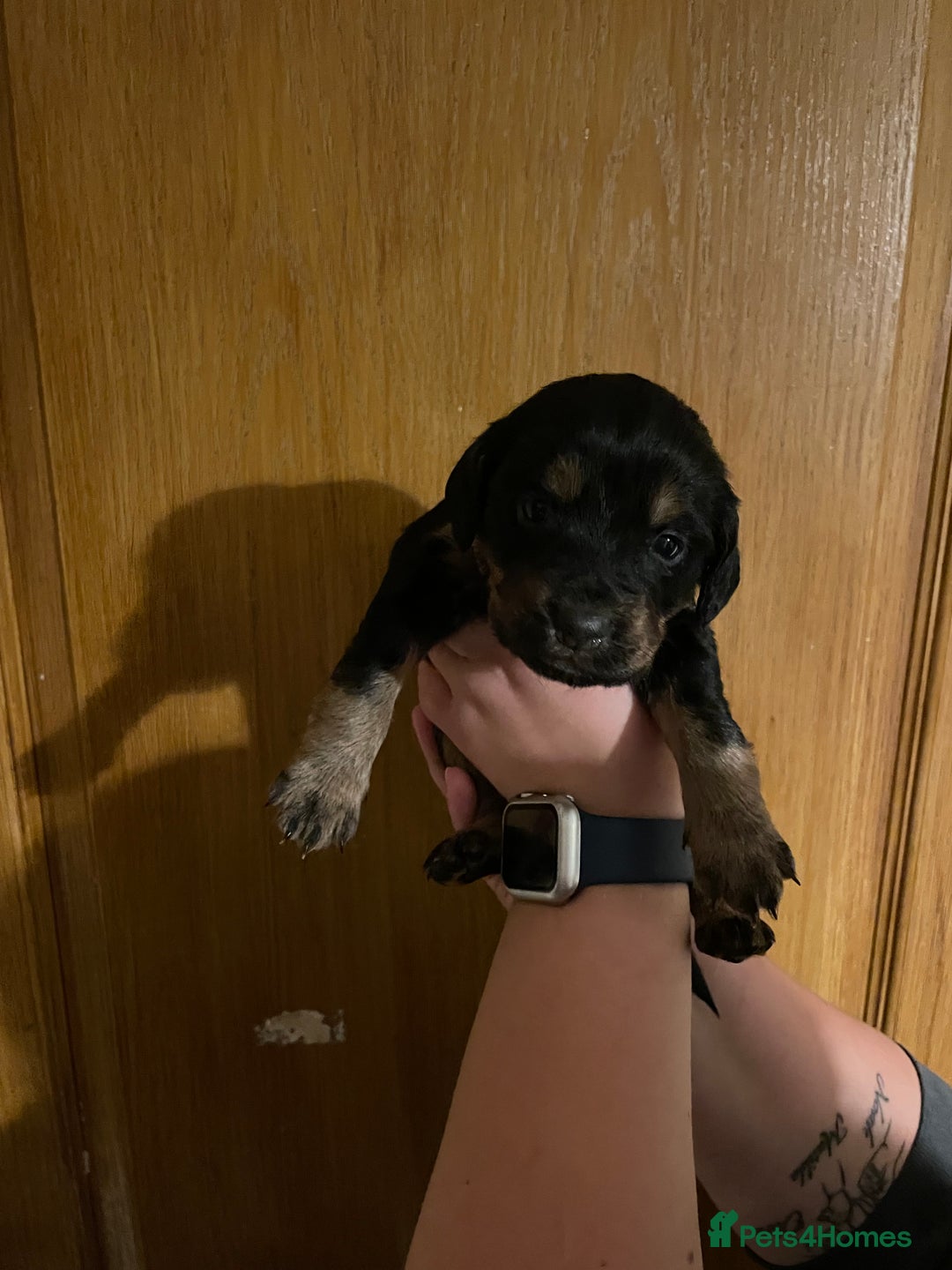 Mixed Breed dogs for sale: Cocker spaniel crosses - Image 6
