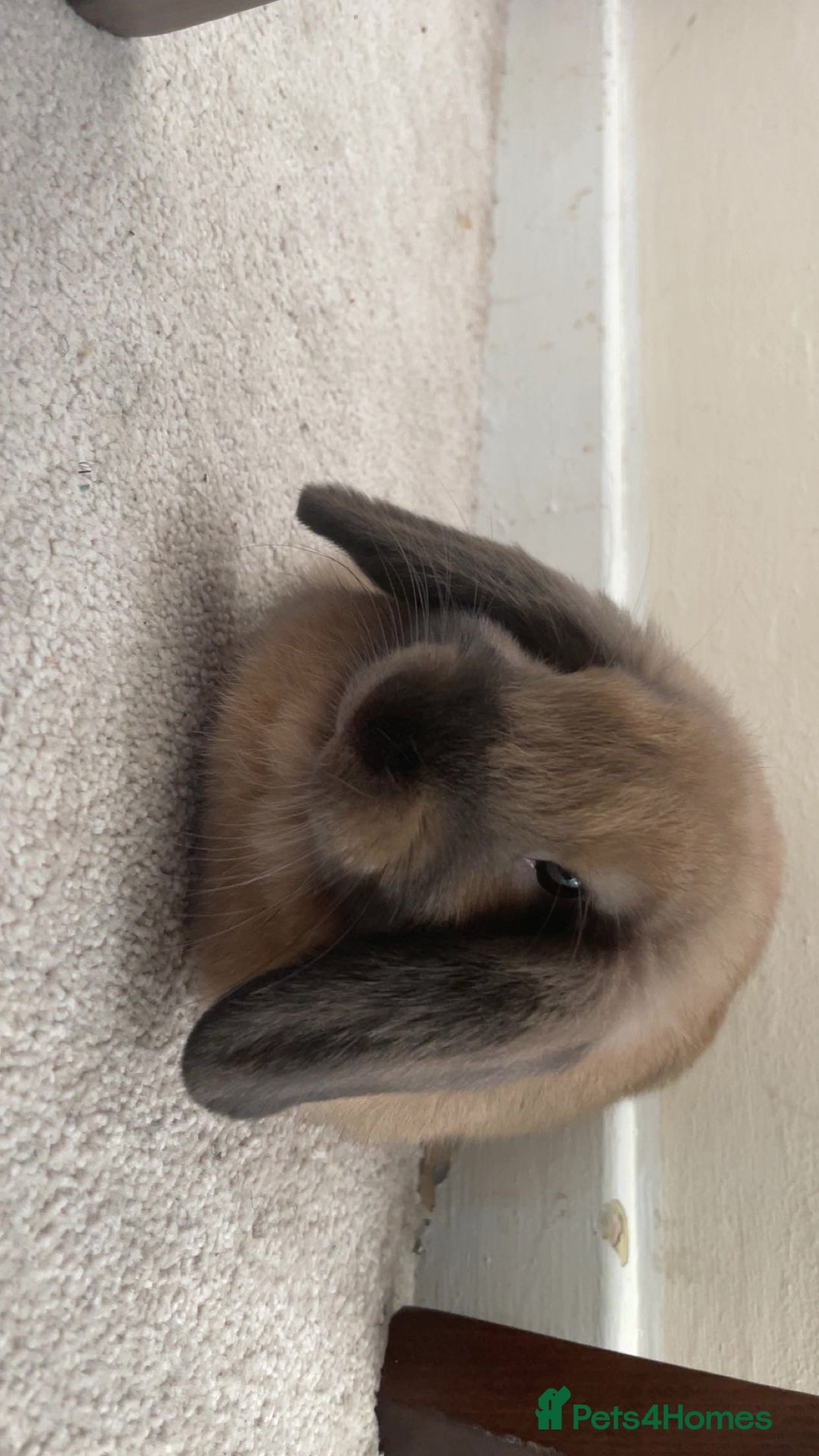 Mini Lop rabbits for sale: Meet Nyllah – Our Sweet Mini Lop Girl  - Advert 9