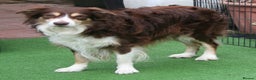Border Collie dogs for stud: At STUD red tri Border Collie - Advert 4