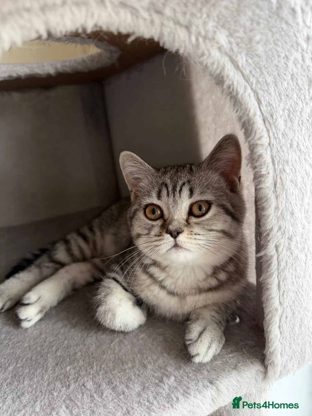 Mixed Breed cats for sale: British shorthair kitten - Advert 2