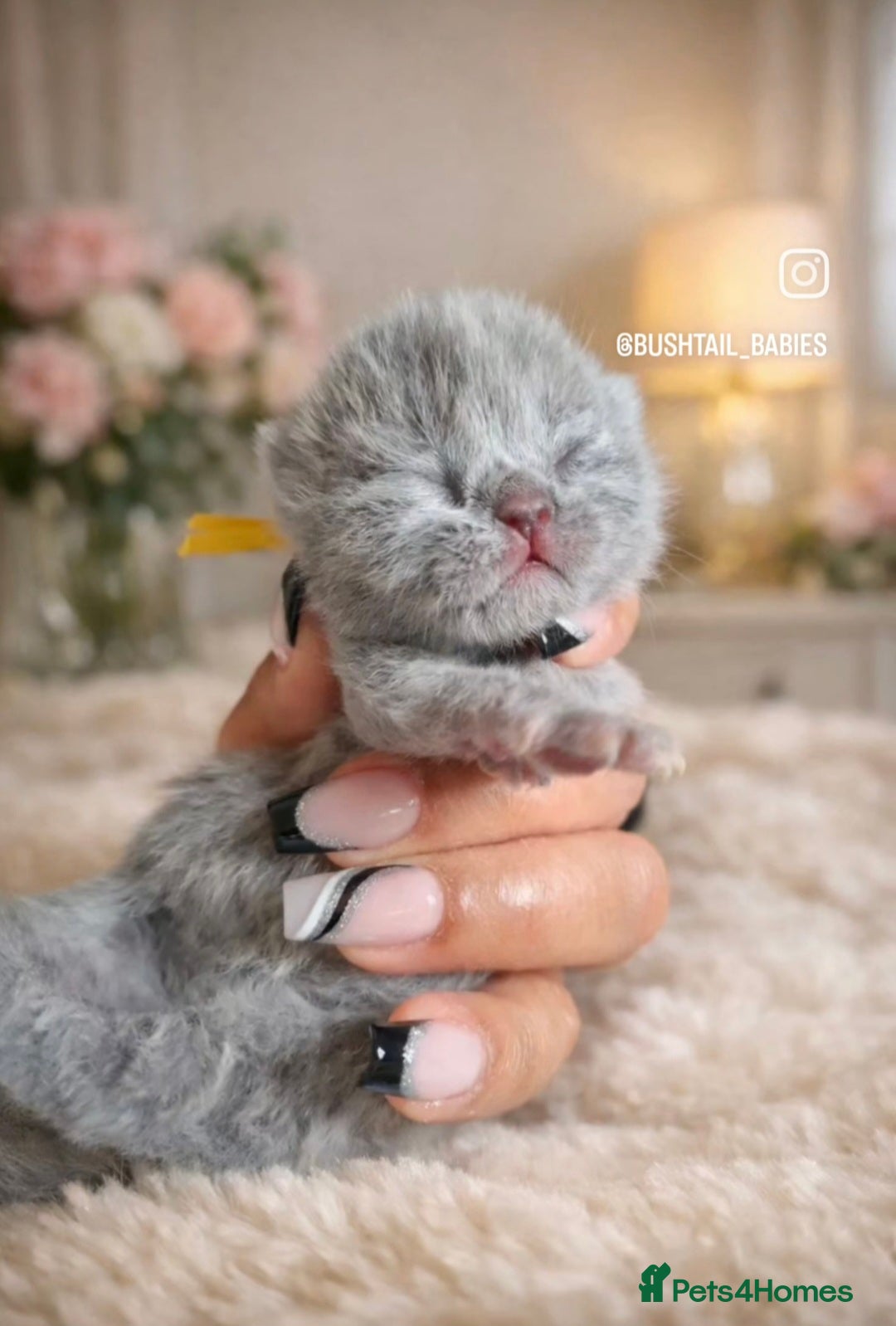 British Shorthair cats 🌟 Bushtail babies are expecting 🌟  - Advert 1