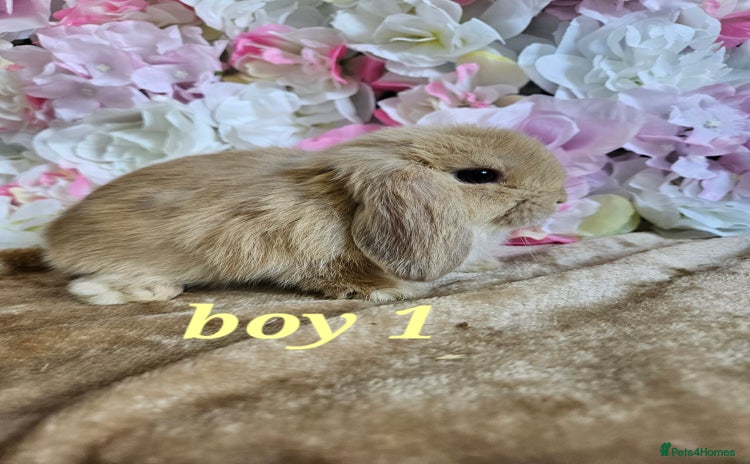 Mini Lop rabbits - Advert 11