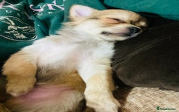 Chihuahua dogs for sale: Stunning Chihuahua puppies - Advert 4