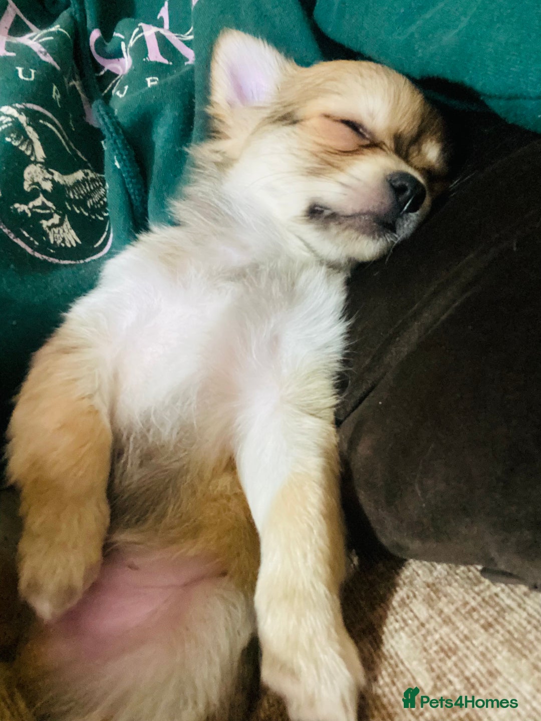 Chihuahua dogs for sale: Stunning Chihuahua puppies - Advert 4