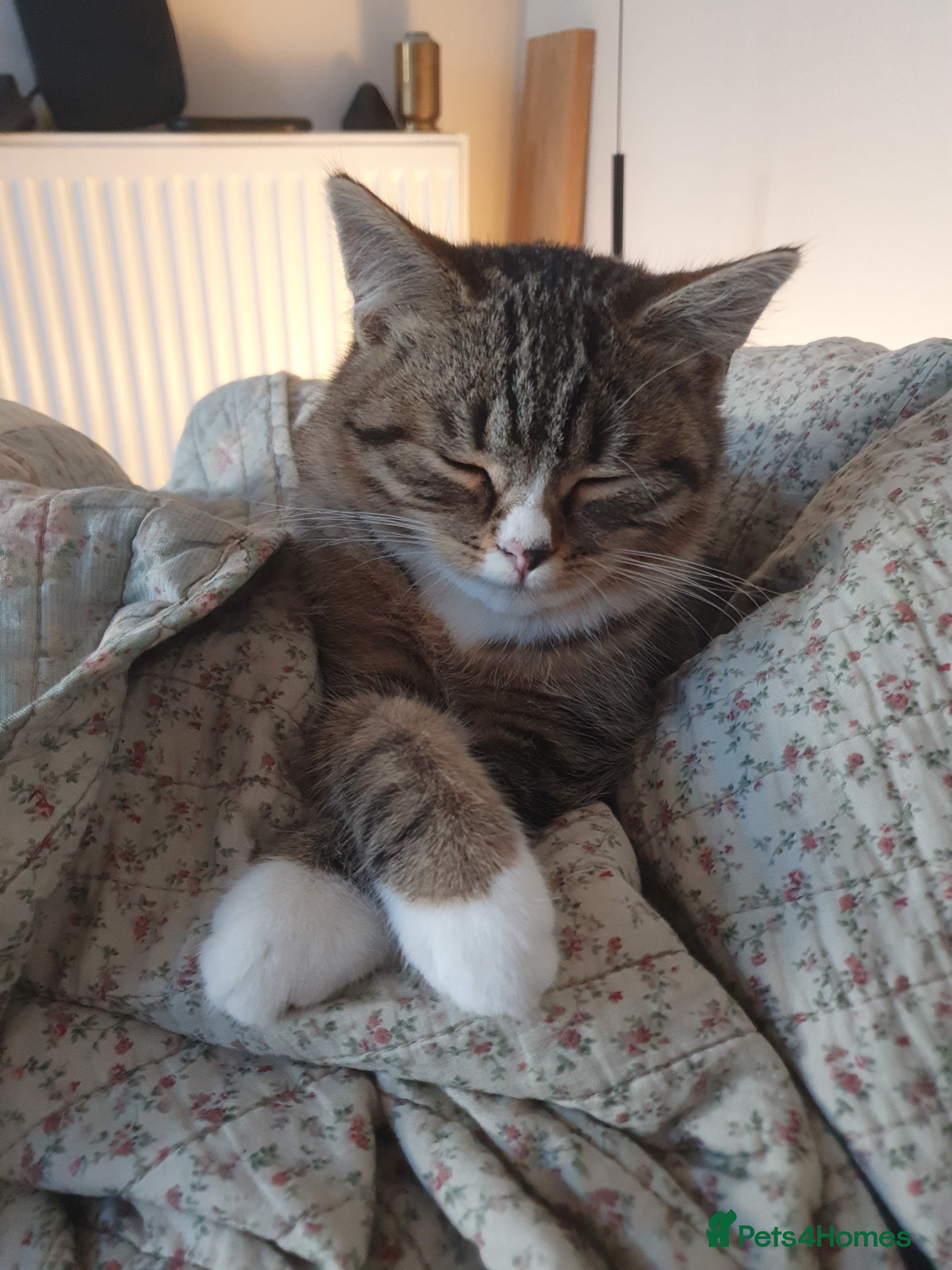 British Shorthair cats Cute Tabby male kitten half BSH/tabby - Advert 16