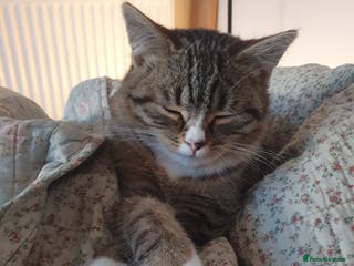 British Shorthair cats Cute Tabby male kitten half BSH/tabby - Advert 16