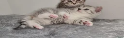 British Shorthair cats for sale: 🏆 Pedigree Silver British Shorthair Kittens 🏆 - Advert 10