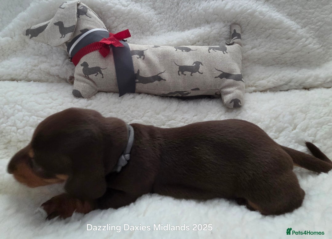 Miniature Dachshund dogs for sale: Shorthaired Minature Daschunds  - Image 33