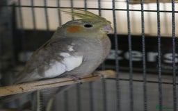 Cockatiels birds for sale: Young Cockatiels - Image 3