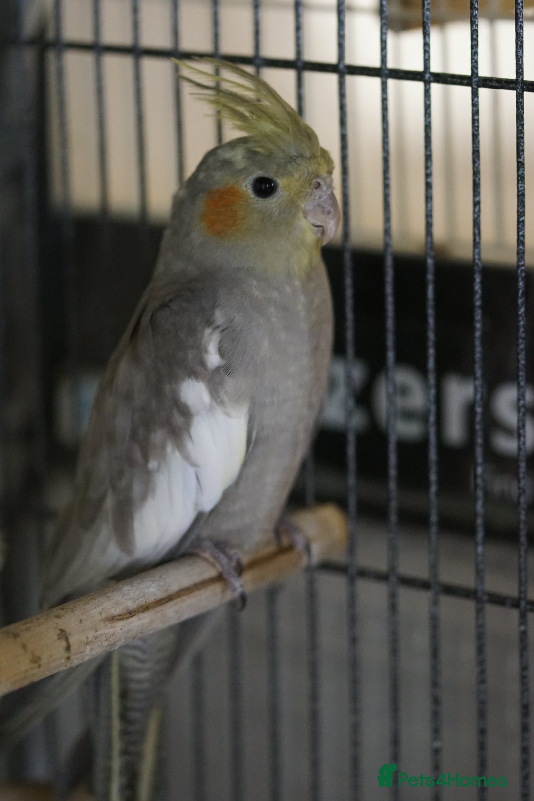Cockatiels birds for sale: Young Cockatiels - Image 3