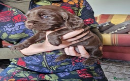 Cocker Spaniel dogs for sale: KC working cocker spaniels pups - Image 6