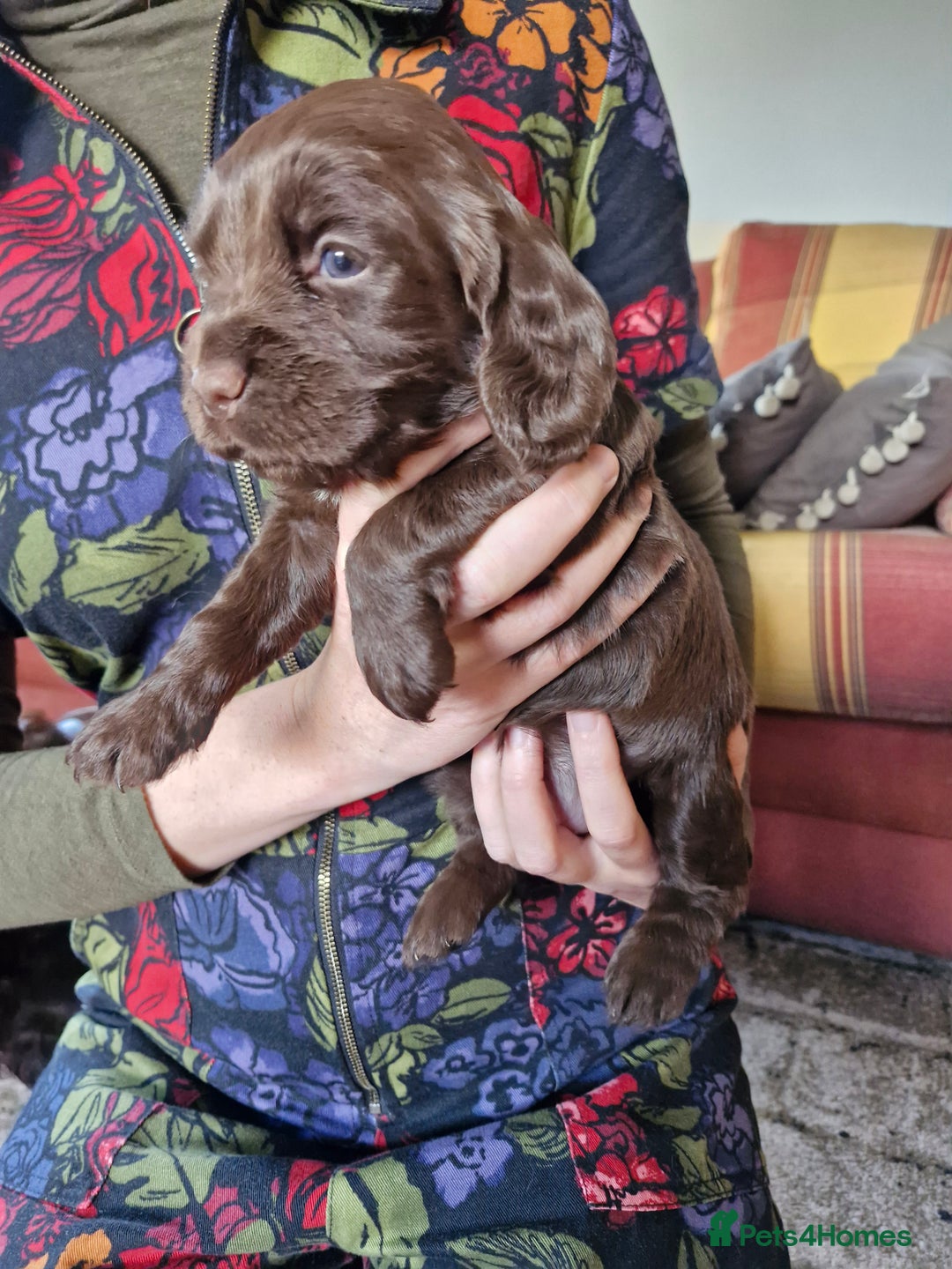 Cocker Spaniel dogs for sale: KC working cocker spaniels pups - Image 6