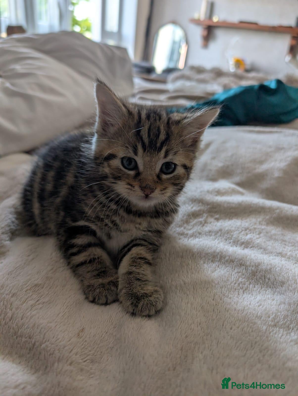Mixed Breed cats Stunning kittens - Advert 5