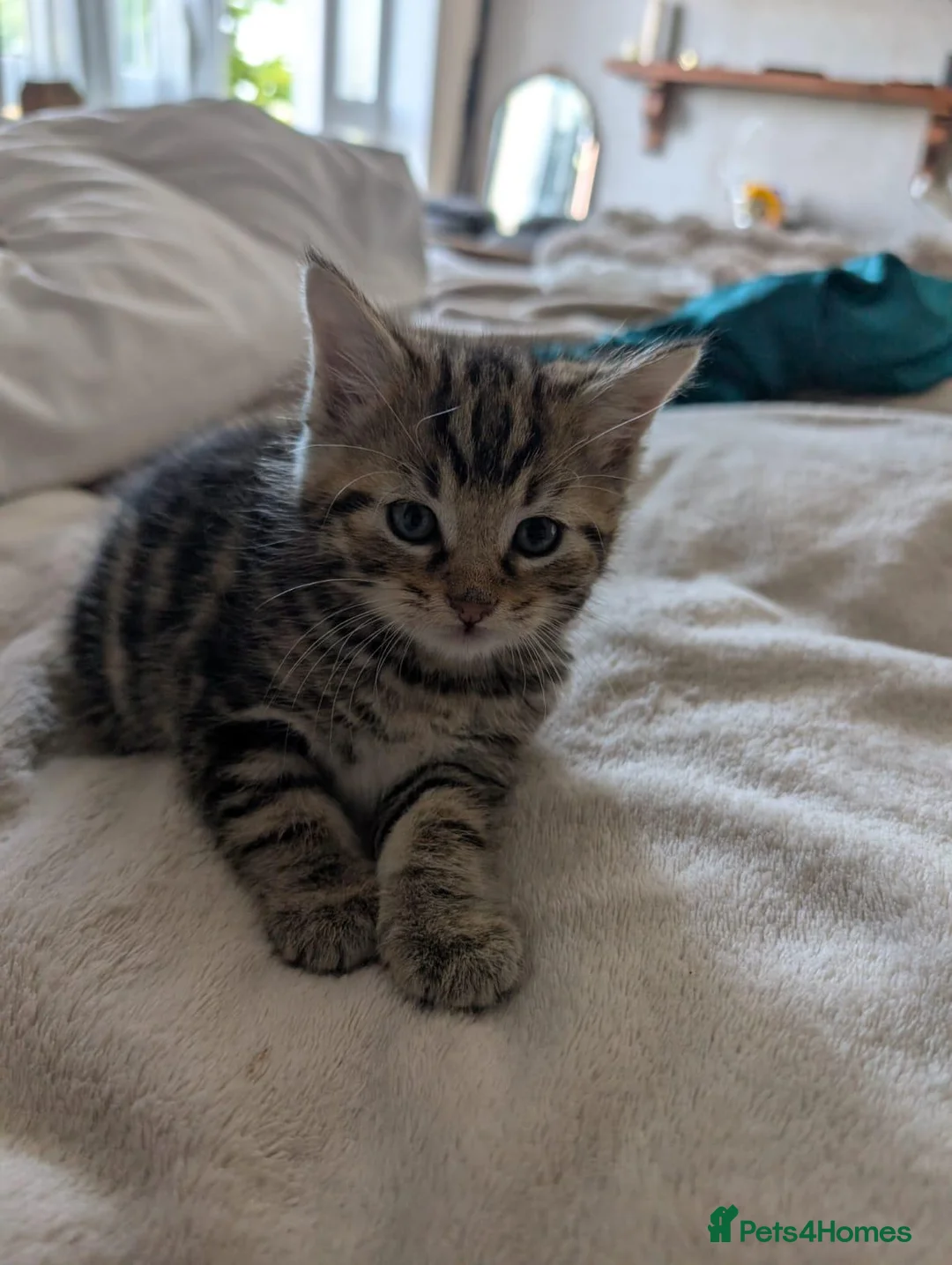 Mixed Breed cats for sale: Stunning kittens in Weston-super-Mare - Advert 1
