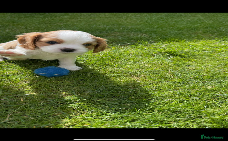 Cavalier King Charles Spaniel dogs - Advert 1