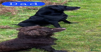Labrador Retriever dogs - Advert 9