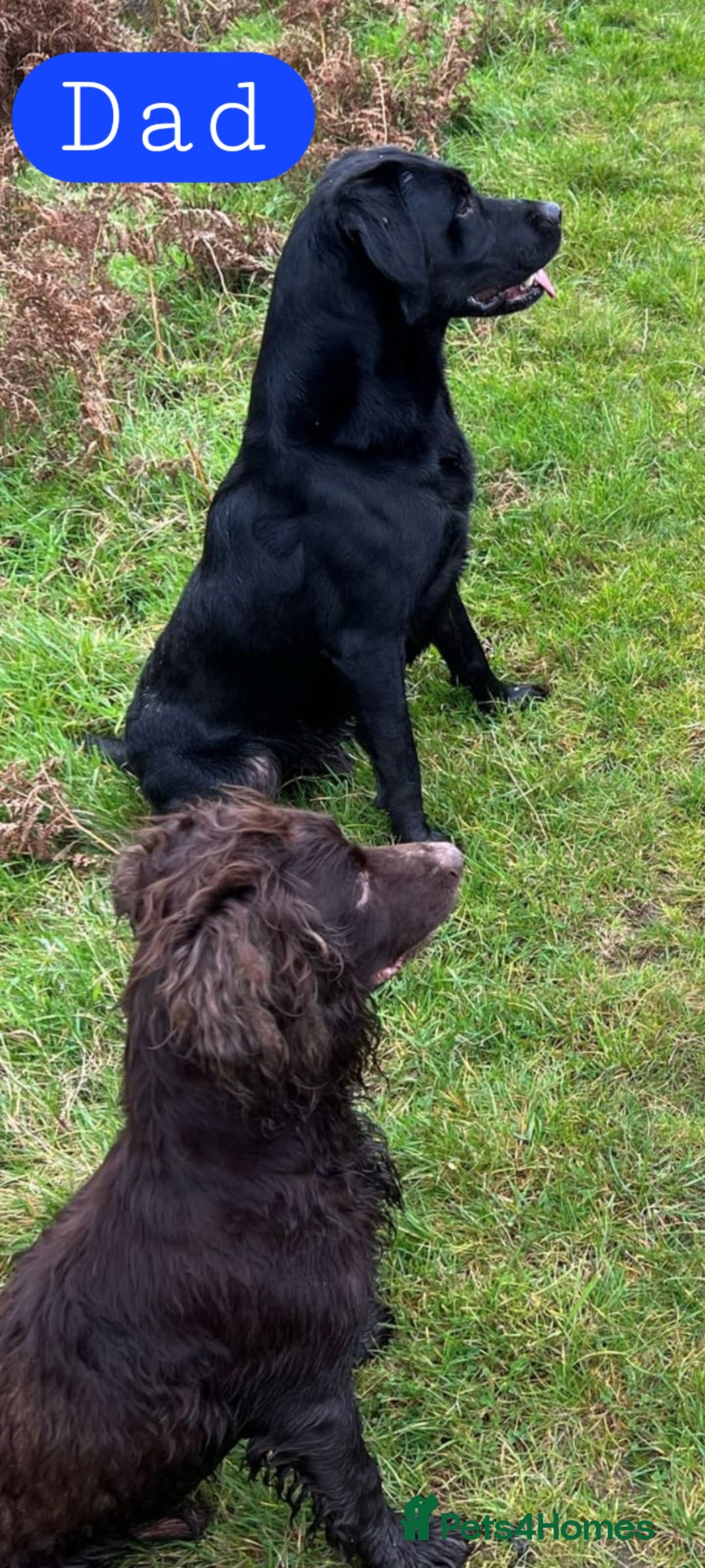 Labrador Retriever dogs for sale: Black Labrador Pup's  - Image 3