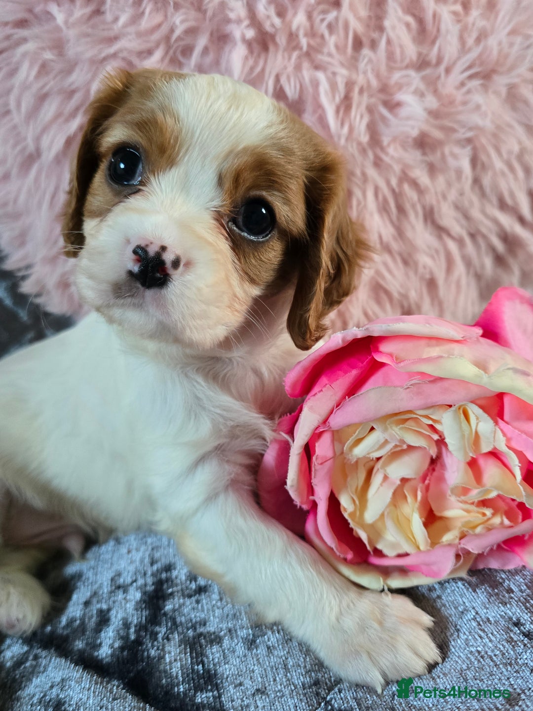 Cavalier King Charles Spaniel dogs for sale: Beautiful KC reg Cavalier King Charles Puppies  - Advert 38