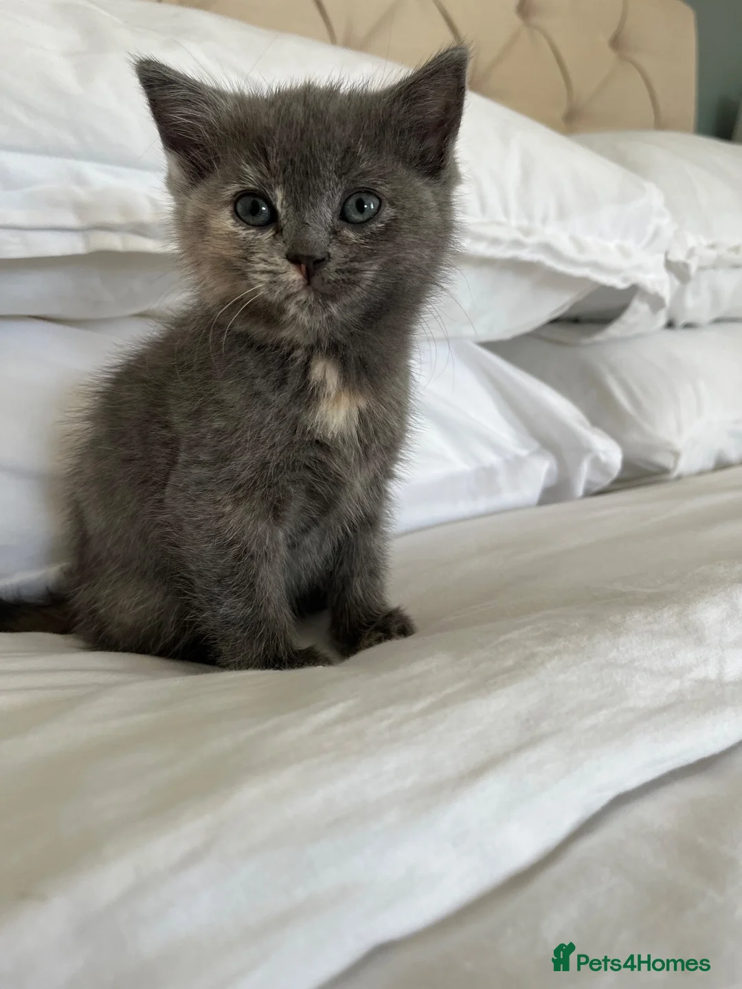 Ragdoll cats for sale: Pretty ragdoll X short hair friendly girl kittens  - Advert 2