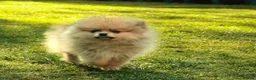Pomeranian dogs for sale: Xclusive KC register pomeranian puppies - Advert 4