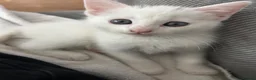 Mixed Breed cats for sale: Female white kitten  - Advert 4