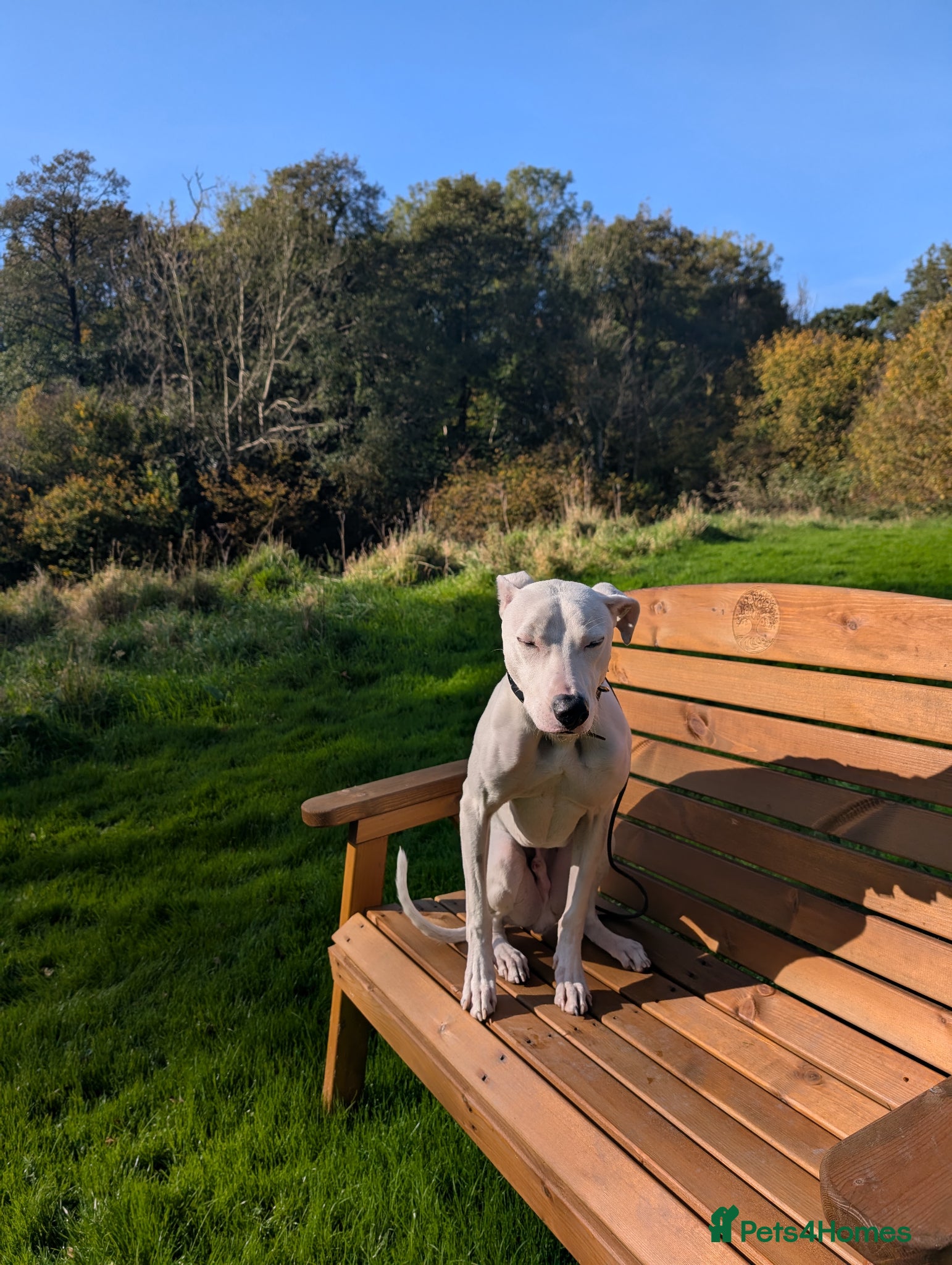 Lurcher dogs Beautiful Male Lurcher  - Advert 2