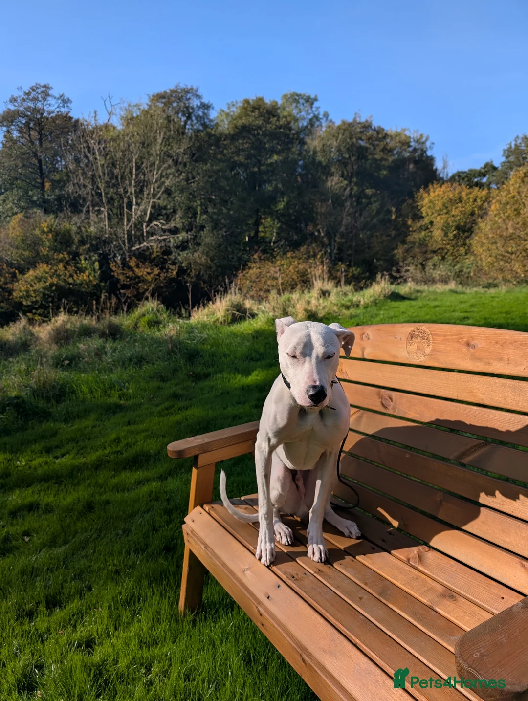 Lurcher dogs for sale: Beautiful Male Lurcher  - Advert 2