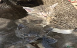 Mixed Breed cats for sale: 5 beautiful kittens looking for their forever home - Image 4