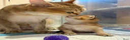 Scottish Fold cats for stud: Scottish Straight Male Stud – “Poopsie”  - Advert 13