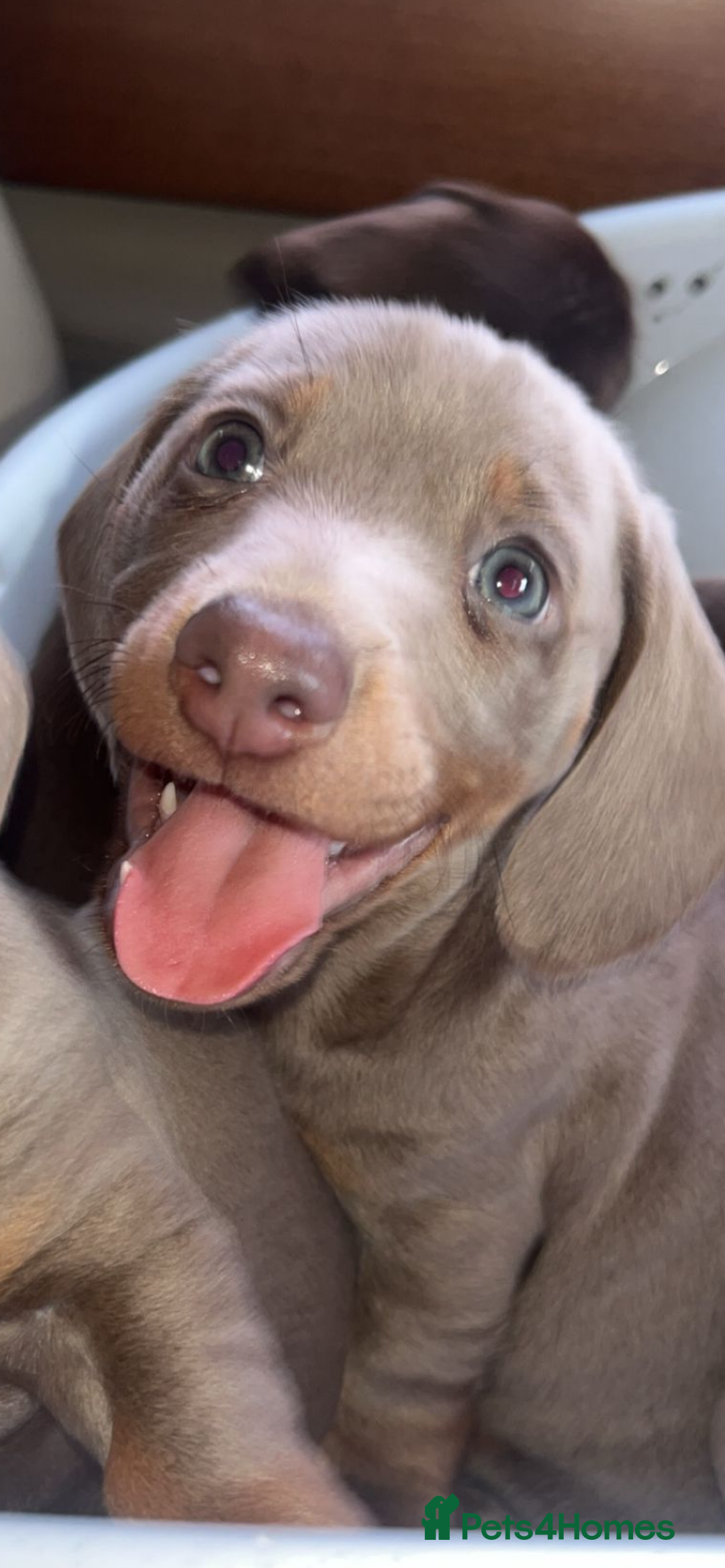 Miniature Dachshund dogs for sale: Miniature dachshund puppies  - Image 3