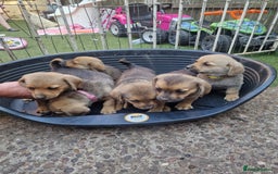 Mixed Breed dogs for sale: mixed breed 4 boys and 2 girls - Image 20