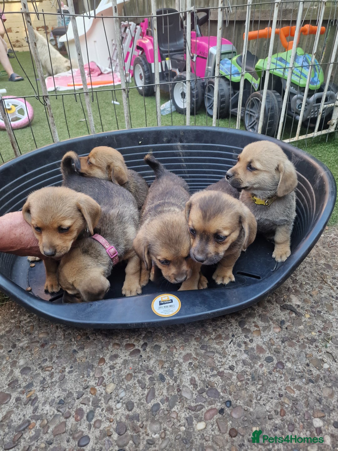 Mixed Breed dogs for sale: mixed breed 4 boys and 2 girls - Image 20