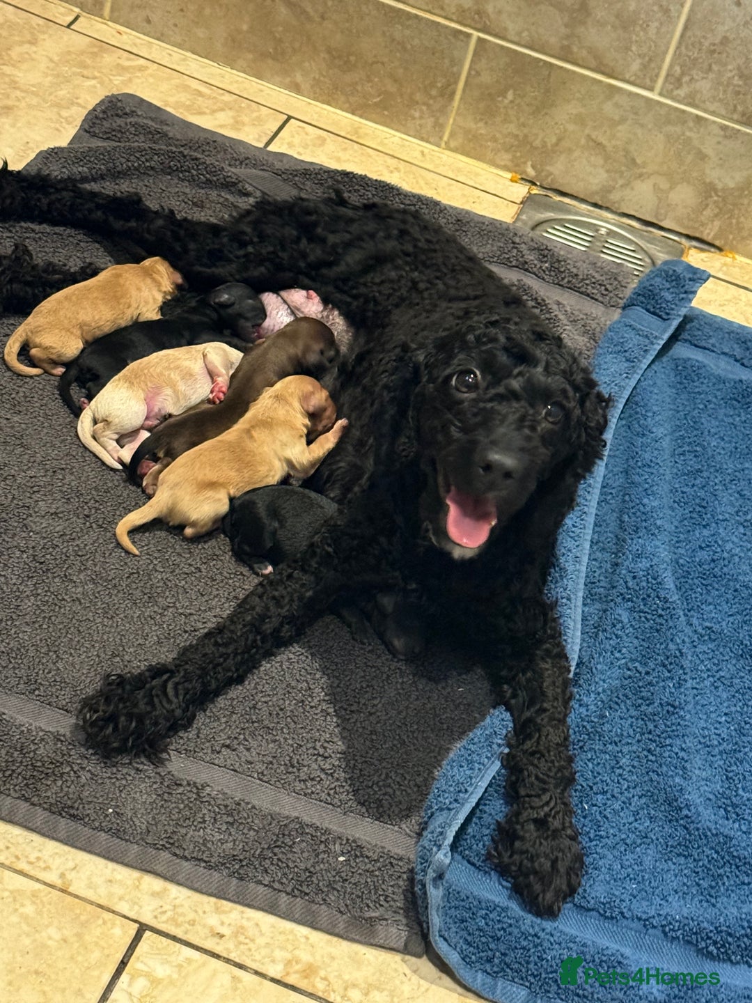 Cockapoo dogs for sale: Beautiful cockapoo puppy’s🩷🩵 - Advert 9