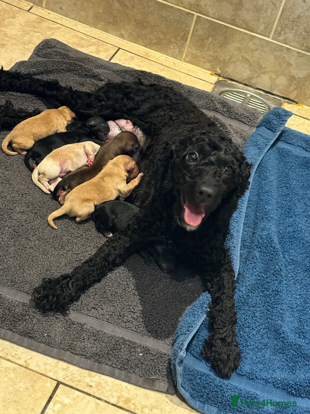 Cockapoo dogs for sale: Ready now!!Beautiful mini cockapoo puppy’s🩷🩵 - Advert 26