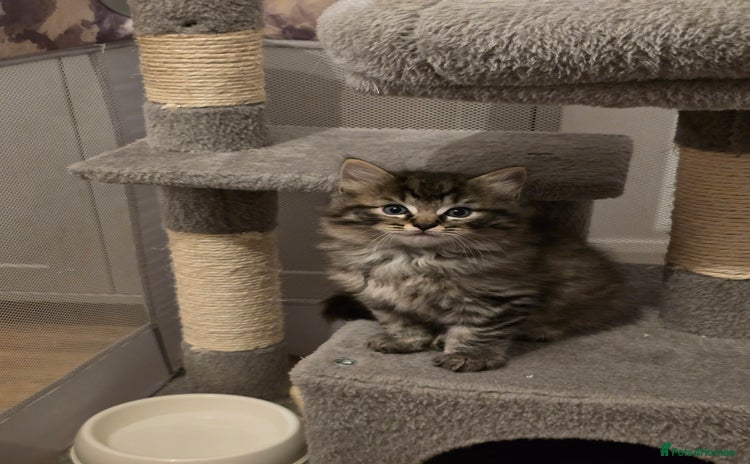 Ragdoll cats - Advert 3