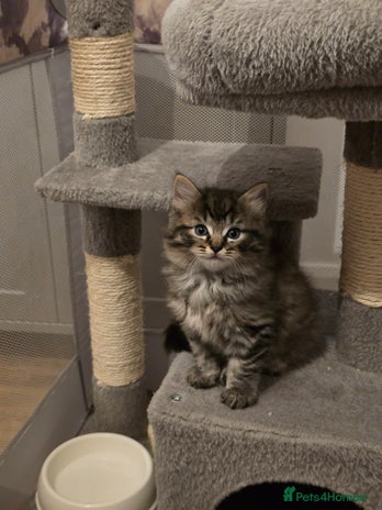 Ragdoll cats - Advert 2