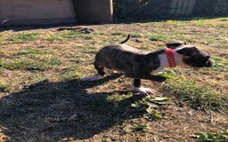 Mixed Breed dogs for sale: 3 BOYS LEFT - American Staffordshire bull terriers - Image 13