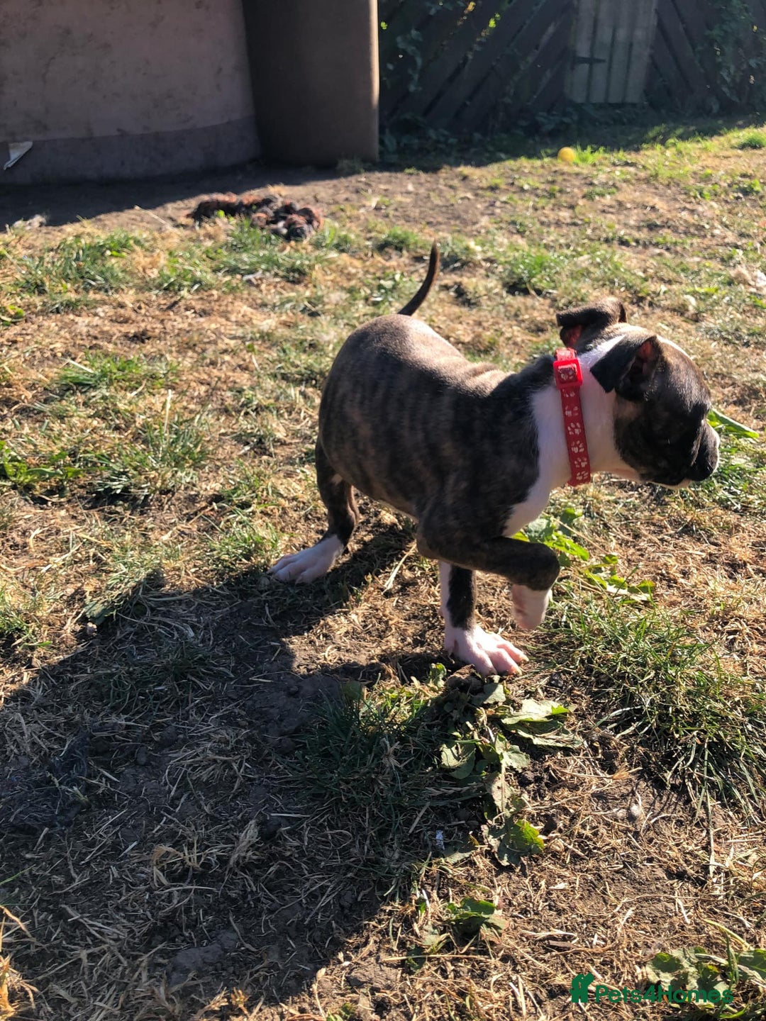 Mixed Breed dogs for sale: 3 BOYS LEFT - American Staffordshire bull terriers - Image 13