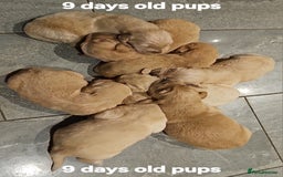 Golden Retriever dogs for sale: KC registered pedigree Golden Retriever pups - Image 4