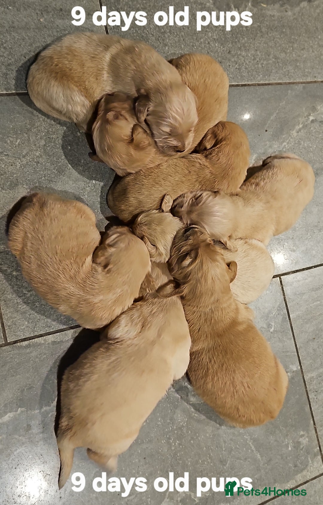 Golden Retriever dogs for sale: KC registered pedigree Golden Retriever pups - Image 4