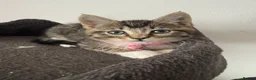 Ragcoon cats for sale: Mainecoon ragdolls  - Advert 20