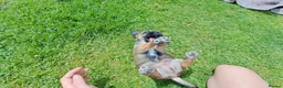 Border Terrier dogs for sale:  Border terrier puppies  in Gravesend - Advert 3