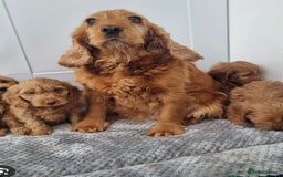 Cockapoo dogs for sale: F1 Cockapoo puppy - Image 3
