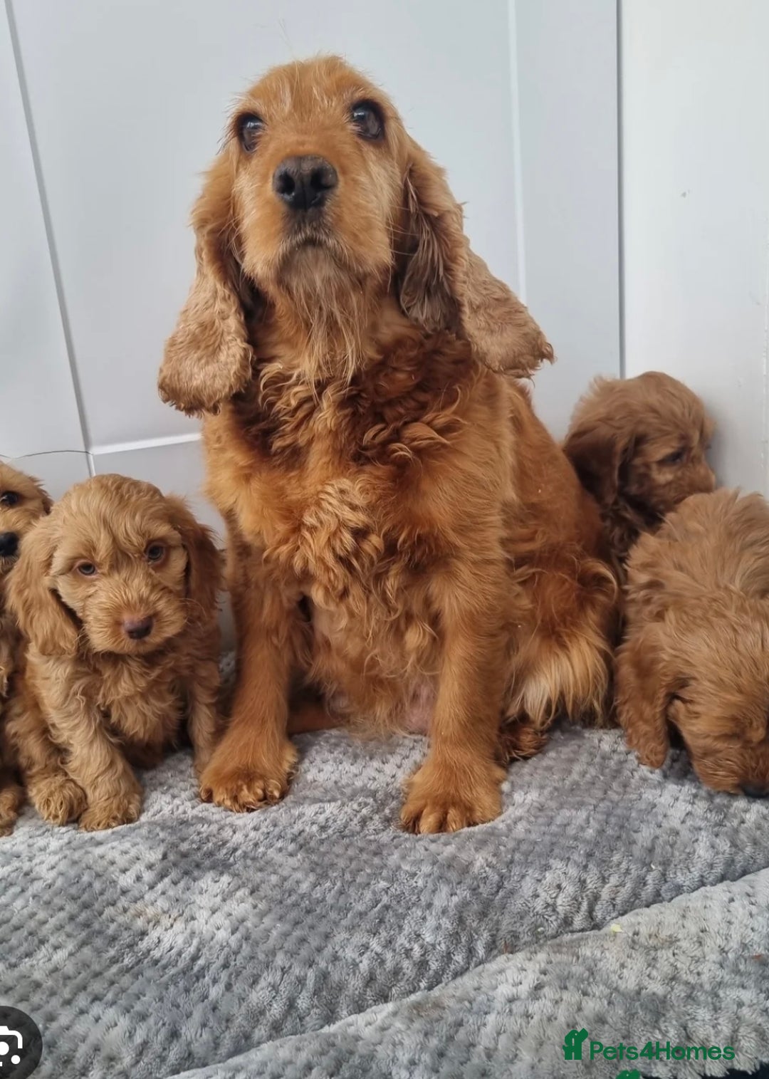 Cockapoo dogs for sale: F1 Cockapoo puppy - Image 3