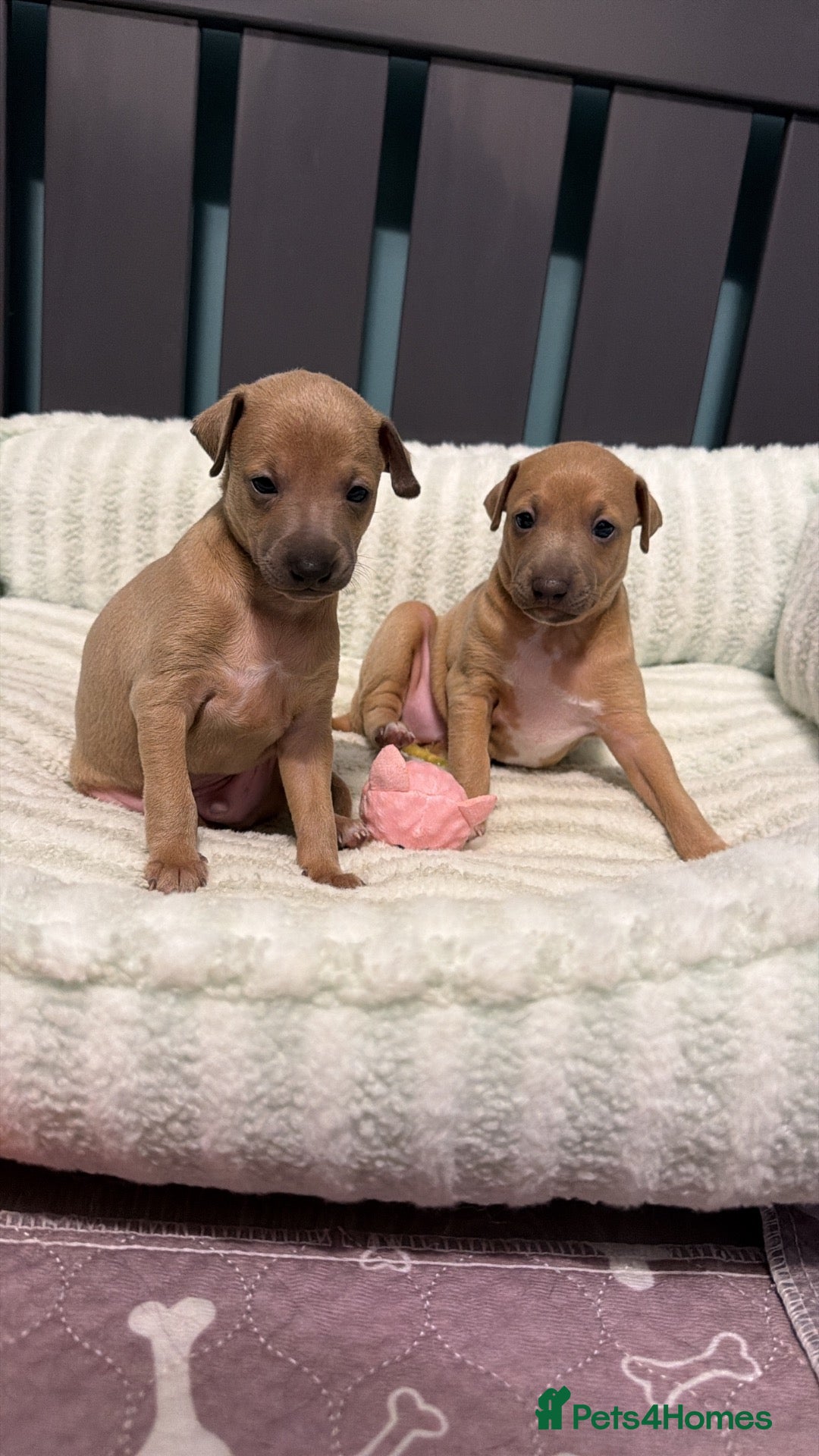 Italian Greyhound dogs Exceptional KC Italian greyhound puppies 1 left  - Advert 16