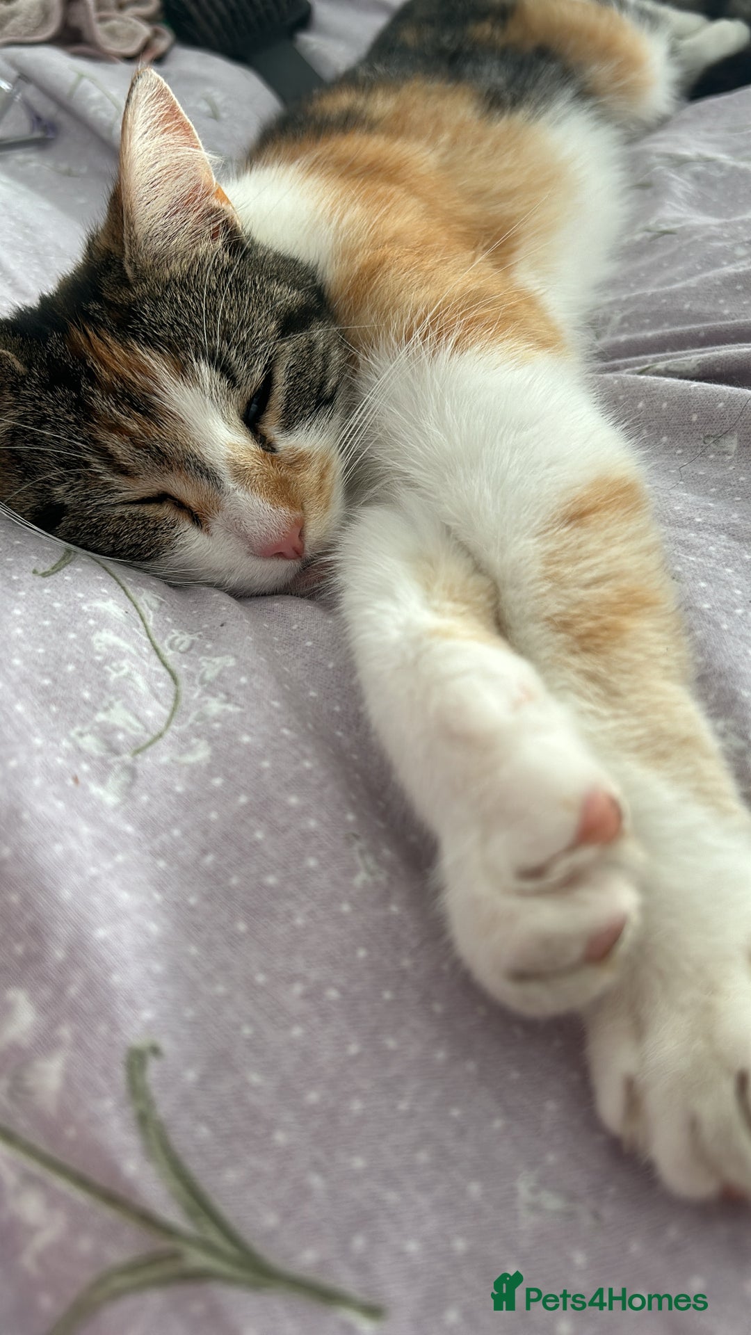 Mixed Breed cats for sale: Mixed Female cat - Image 2