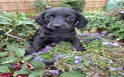 Mixed Breed dogs for sale: Daxiepoo puppies -miniature dachshund x toy poodle - Image 12