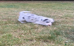 Border Collie dogs for sale: Kennel Club Border Collie Puppies For Sale - Image 14